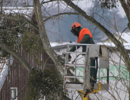 emergency tree services dalton ga