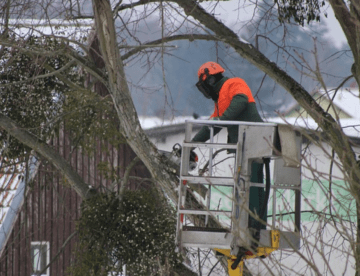 emergency tree services dalton ga