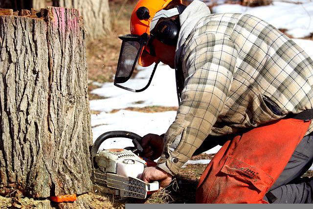 tree felling service
